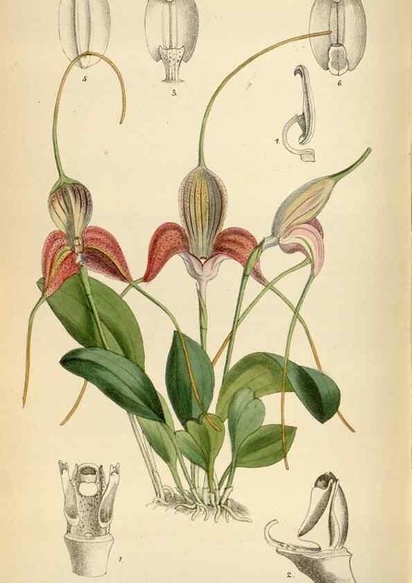Reproducción/Reproduction 35230517932: Curtis's botanical magazine.. London ; New York [etc.] :Academic Press [etc.]