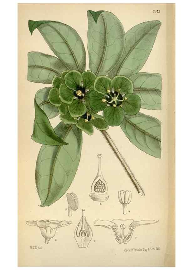 Reproducción/Reproduction 35230520652: Curtis's botanical magazine.. London ; New York [etc.] :Academic Press [etc.]