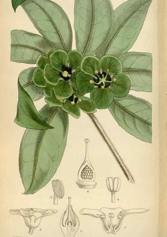 Reproducción/Reproduction 35230520652: Curtis's botanical magazine.. London ; New York [etc.] :Academic Press [etc.]