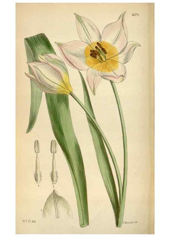 Reproducción/Reproduction 35230524022: Curtis's botanical magazine.. London ; New York [etc.] :Academic Press [etc.]