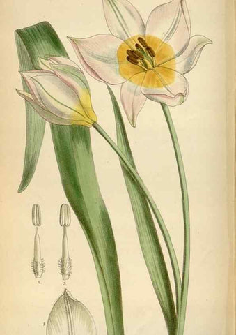 Reproducción/Reproduction 35230524022: Curtis's botanical magazine.. London ; New York [etc.] :Academic Press [etc.]