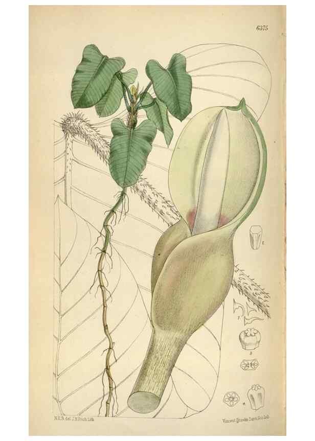 Reproducción/Reproduction 35230527002: Curtis's botanical magazine.. London ; New York [etc.] :Academic Press [etc.]