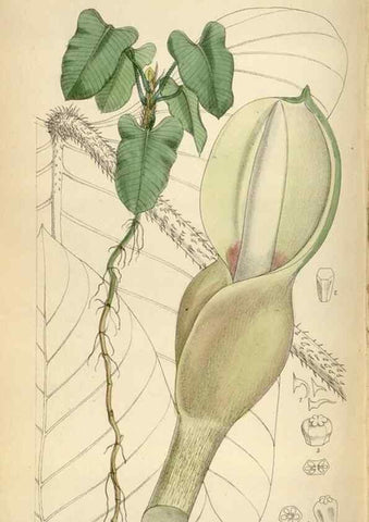 Reproducción/Reproduction 35230527002: Curtis's botanical magazine.. London ; New York [etc.] :Academic Press [etc.]
