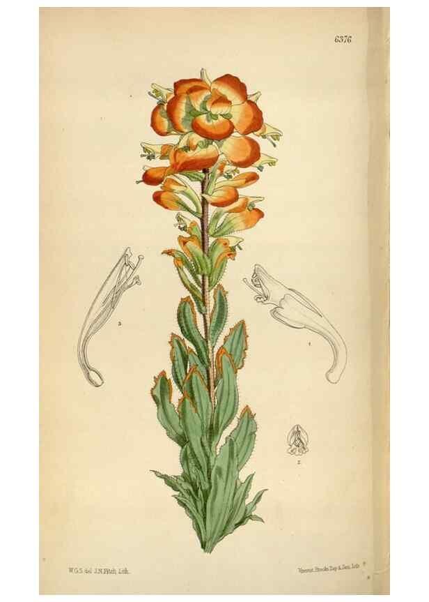 Reproducción/Reproduction 35230529912: Curtis's botanical magazine.. London ; New York [etc.] :Academic Press [etc.]