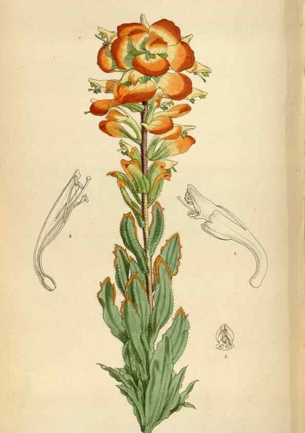 Reproducción/Reproduction 35230529912: Curtis's botanical magazine.. London ; New York [etc.] :Academic Press [etc.]
