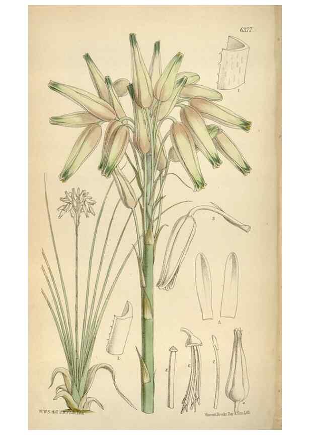 Reproducción/Reproduction 35230532292: Curtis's botanical magazine.. London ; New York [etc.] :Academic Press [etc.]