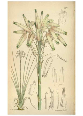 Reproducción/Reproduction 35230532292: Curtis's botanical magazine.. London ; New York [etc.] :Academic Press [etc.]