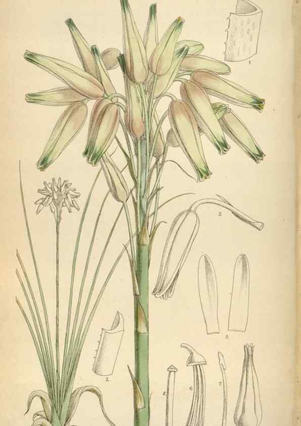 Reproducción/Reproduction 35230532292: Curtis's botanical magazine.. London ; New York [etc.] :Academic Press [etc.]