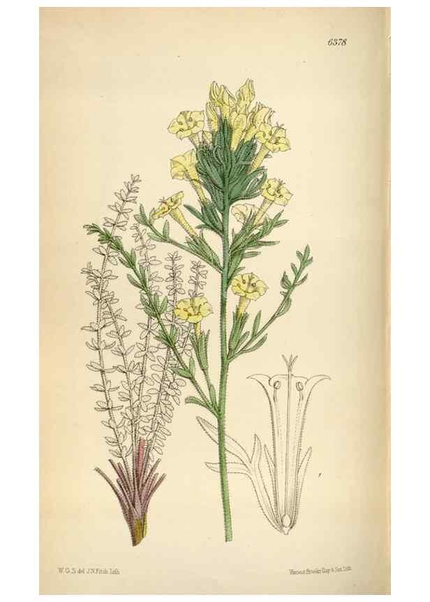 Reproducción/Reproduction 35230534762: Curtis's botanical magazine.. London ; New York [etc.] :Academic Press [etc.]