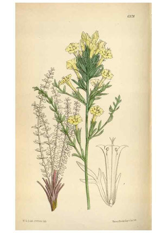 Reproducción/Reproduction 35230534762: Curtis's botanical magazine.. London ; New York [etc.] :Academic Press [etc.]