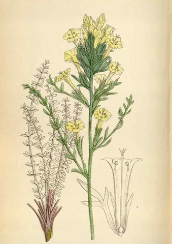 Reproducción/Reproduction 35230534762: Curtis's botanical magazine.. London ; New York [etc.] :Academic Press [etc.]