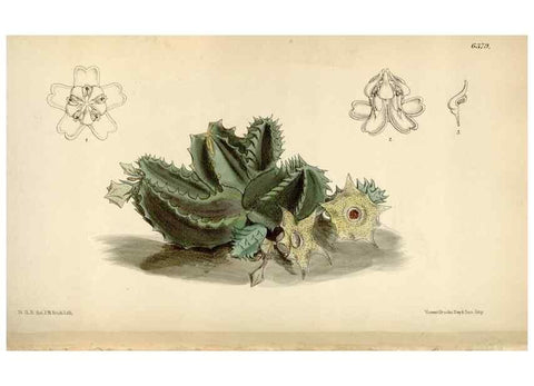 Reproducción/Reproduction 35230536432: Curtis's botanical magazine.. London ; New York [etc.] :Academic Press [etc.]