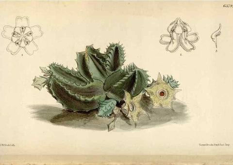 Reproducción/Reproduction 35230536432: Curtis's botanical magazine.. London ; New York [etc.] :Academic Press [etc.]