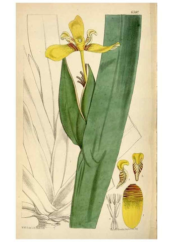 Reproducción/Reproduction 35230538862: Curtis's botanical magazine.. London ; New York [etc.] :Academic Press [etc.]