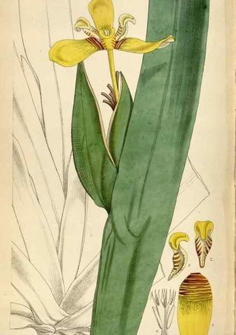 Reproducción/Reproduction 35230538862: Curtis's botanical magazine.. London ; New York [etc.] :Academic Press [etc.]