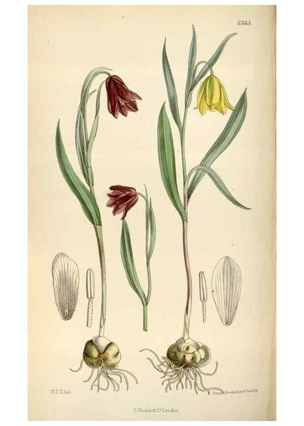 Reproducción/Reproduction 35396745355: Curtis's botanical magazine.. London ; New York [etc.] :Academic Press [etc.]