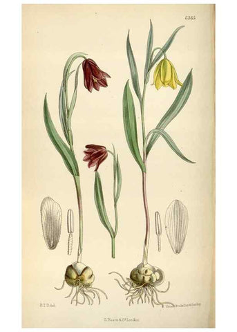 Reproducción/Reproduction 35396745355: Curtis's botanical magazine.. London ; New York [etc.] :Academic Press [etc.]
