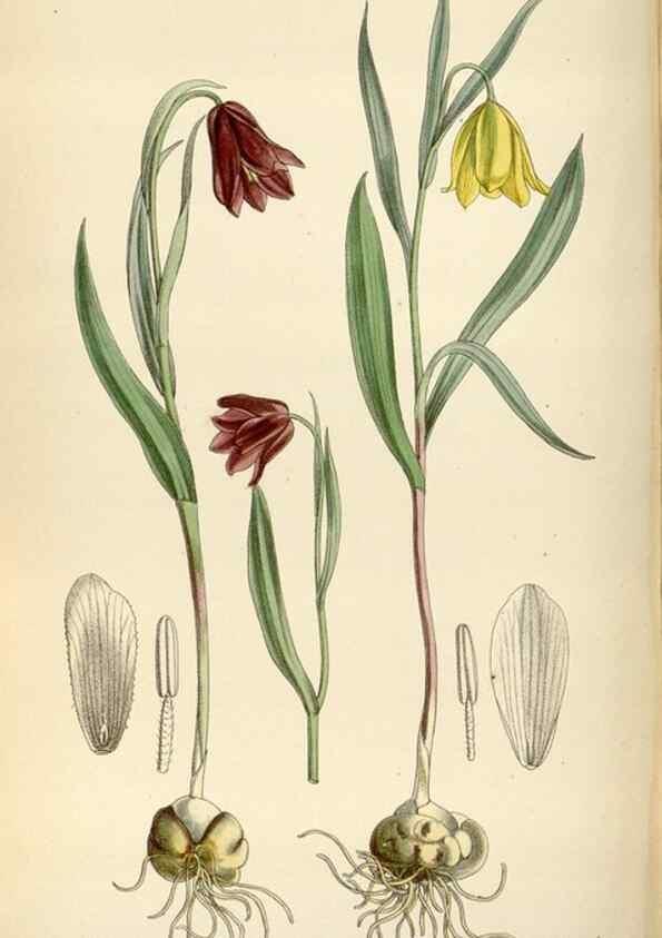Reproducción/Reproduction 35396745355: Curtis's botanical magazine.. London ; New York [etc.] :Academic Press [etc.]