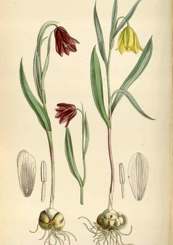 Reproducción/Reproduction 35396745355: Curtis's botanical magazine.. London ; New York [etc.] :Academic Press [etc.]