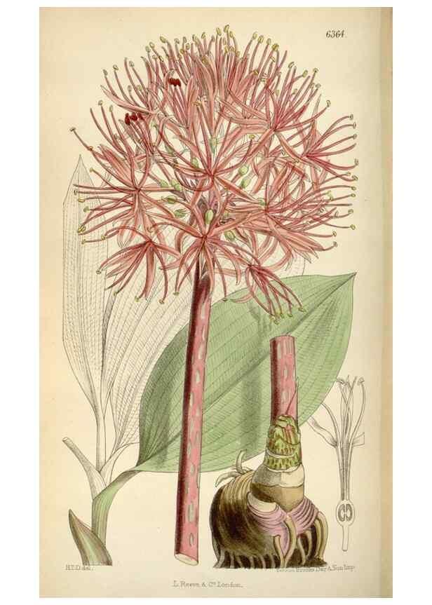Reproducción/Reproduction 34587448713: Curtis's botanical magazine.. London ; New York [etc.] :Academic Press [etc.]