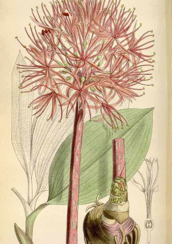 Reproducción/Reproduction 34587448713: Curtis's botanical magazine.. London ; New York [etc.] :Academic Press [etc.]