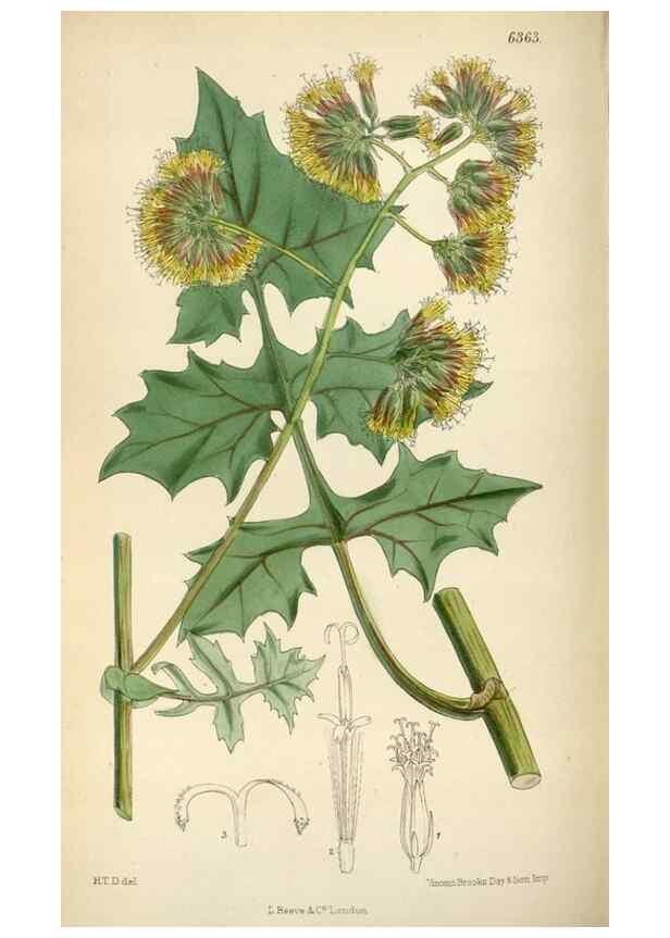 Reproducción/Reproduction 35396738575: Curtis's botanical magazine.. London ; New York [etc.] :Academic Press [etc.]
