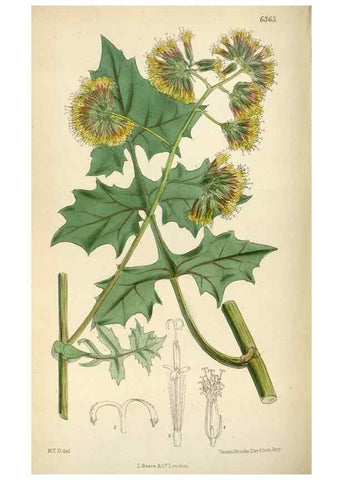 Reproducción/Reproduction 35396738575: Curtis's botanical magazine.. London ; New York [etc.] :Academic Press [etc.]