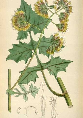 Reproducción/Reproduction 35396738575: Curtis's botanical magazine.. London ; New York [etc.] :Academic Press [etc.]