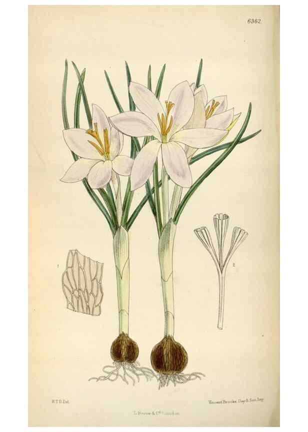 Reproducción/Reproduction 34587444173: Curtis's botanical magazine.. London ; New York [etc.] :Academic Press [etc.]