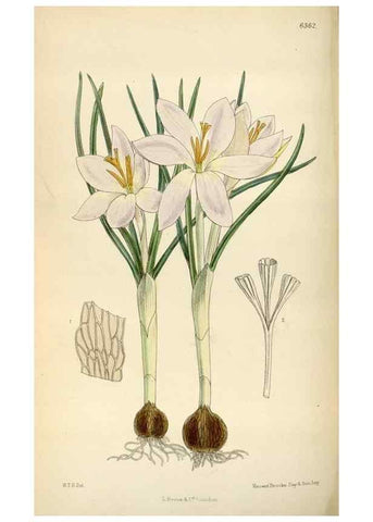 Reproducción/Reproduction 34587444173: Curtis's botanical magazine.. London ; New York [etc.] :Academic Press [etc.]