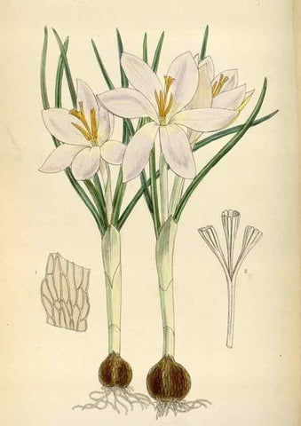 Reproducción/Reproduction 34587444173: Curtis's botanical magazine.. London ; New York [etc.] :Academic Press [etc.]