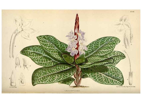 Reproducción/Reproduction 35230453112: Curtis's botanical magazine.. London ; New York [etc.] :Academic Press [etc.]