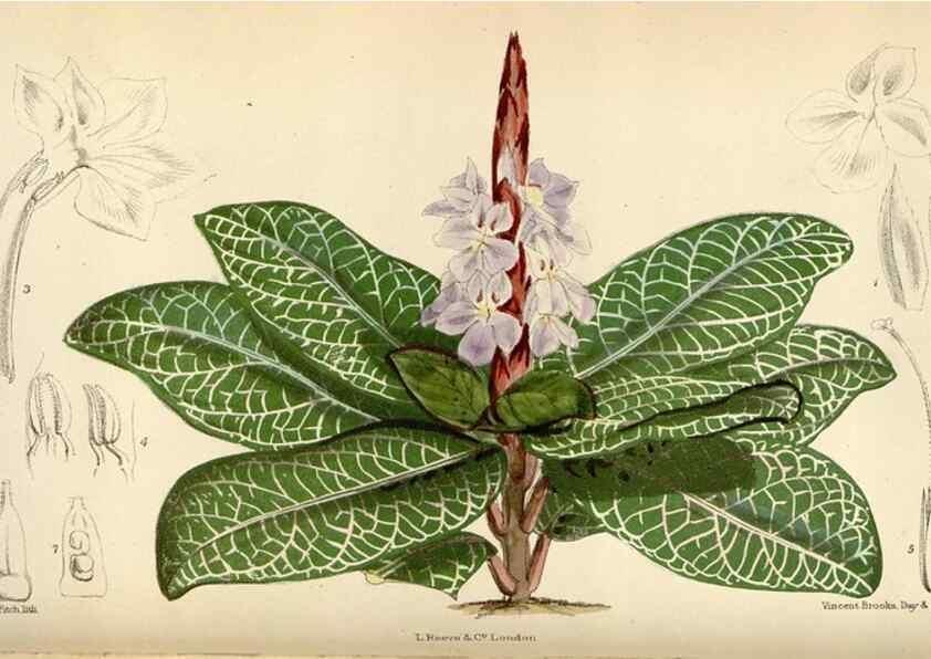 Reproducción/Reproduction 35230453112: Curtis's botanical magazine.. London ; New York [etc.] :Academic Press [etc.]