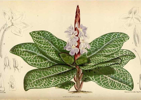 Reproducción/Reproduction 35230453112: Curtis's botanical magazine.. London ; New York [etc.] :Academic Press [etc.]