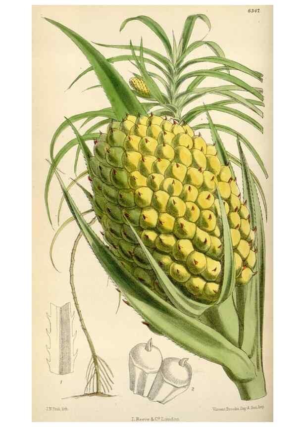 Reproducción/Reproduction 35230454232: Curtis's botanical magazine.. London ; New York [etc.] :Academic Press [etc.]