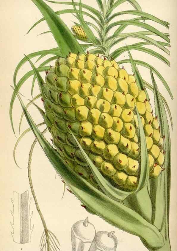 Reproducción/Reproduction 35230454232: Curtis's botanical magazine.. London ; New York [etc.] :Academic Press [etc.]