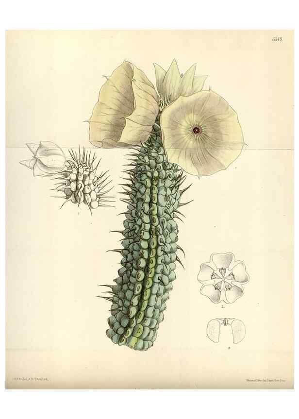 Reproducción/Reproduction 35230455612: Curtis's botanical magazine.. London ; New York [etc.] :Academic Press [etc.]