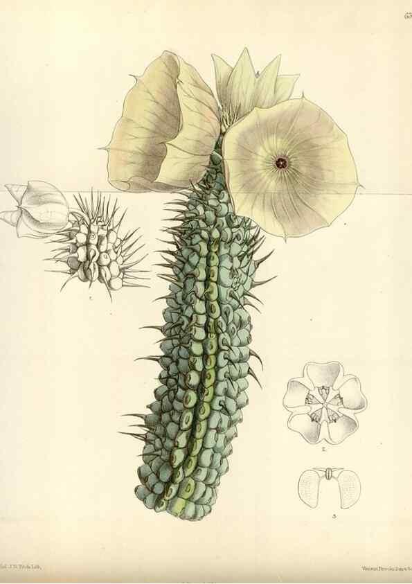 Reproducción/Reproduction 35230455612: Curtis's botanical magazine.. London ; New York [etc.] :Academic Press [etc.]