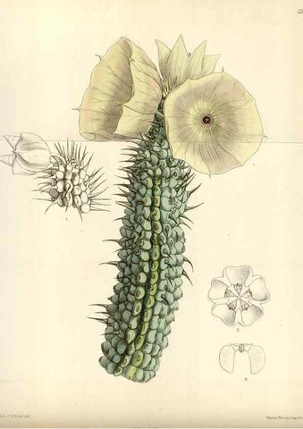 Reproducción/Reproduction 35230455612: Curtis's botanical magazine.. London ; New York [etc.] :Academic Press [etc.]