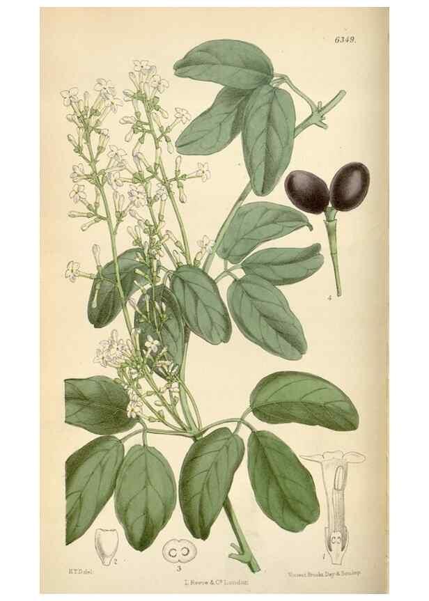 Reproducción/Reproduction 35230457912: Curtis's botanical magazine.. London ; New York [etc.] :Academic Press [etc.]