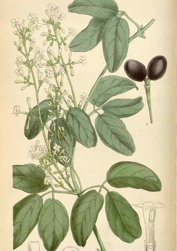 Reproducción/Reproduction 35230457912: Curtis's botanical magazine.. London ; New York [etc.] :Academic Press [etc.]