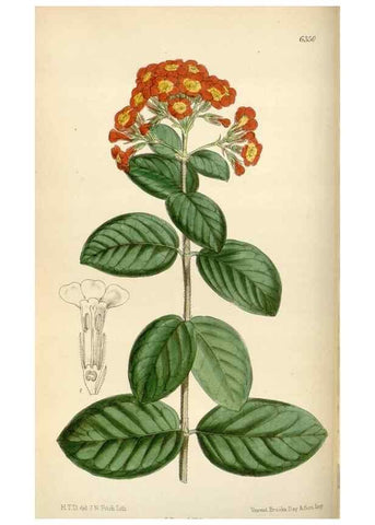 Reproducción/Reproduction 35267286651: Curtis's botanical magazine.. London ; New York [etc.] :Academic Press [etc.]