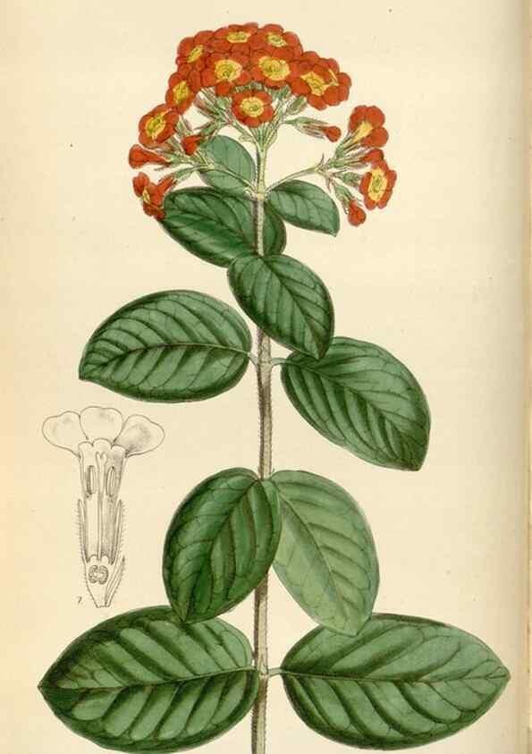 Reproducción/Reproduction 35267286651: Curtis's botanical magazine.. London ; New York [etc.] :Academic Press [etc.]