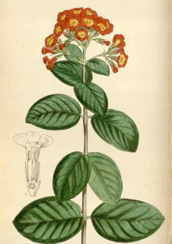 Reproducción/Reproduction 35267286651: Curtis's botanical magazine.. London ; New York [etc.] :Academic Press [etc.]