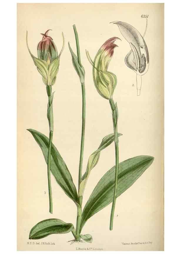 Reproducción/Reproduction 35267288621: Curtis's botanical magazine.. London ; New York [etc.] :Academic Press [etc.]