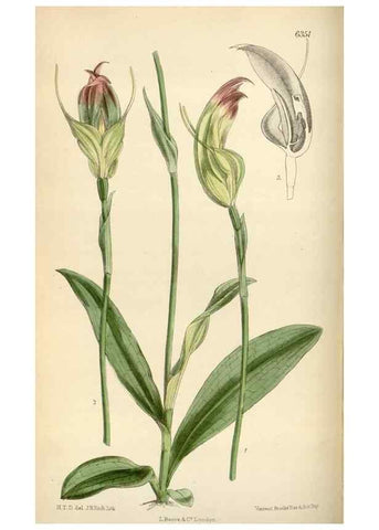 Reproducción/Reproduction 35267288621: Curtis's botanical magazine.. London ; New York [etc.] :Academic Press [etc.]