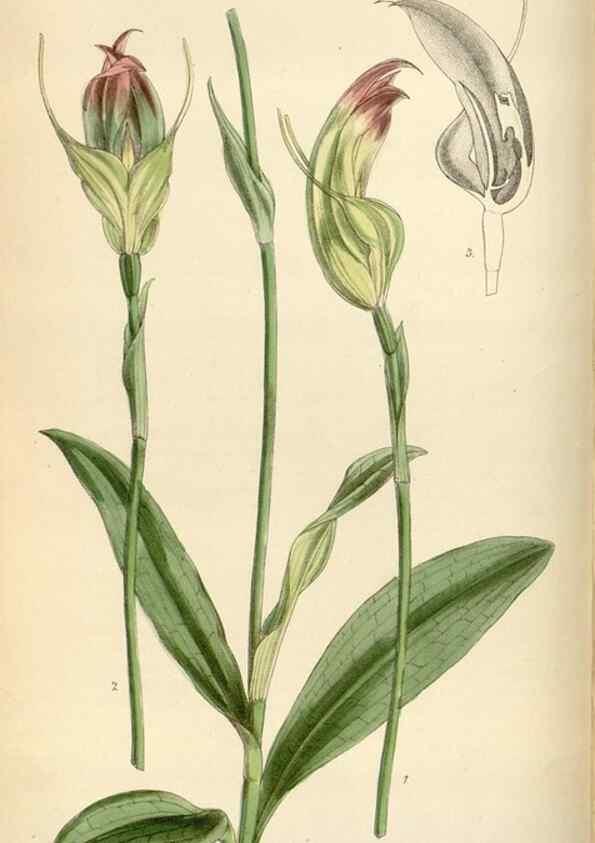 Reproducción/Reproduction 35267288621: Curtis's botanical magazine.. London ; New York [etc.] :Academic Press [etc.]