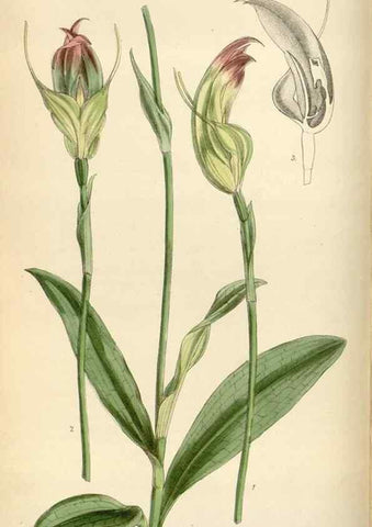 Reproducción/Reproduction 35267288621: Curtis's botanical magazine.. London ; New York [etc.] :Academic Press [etc.]