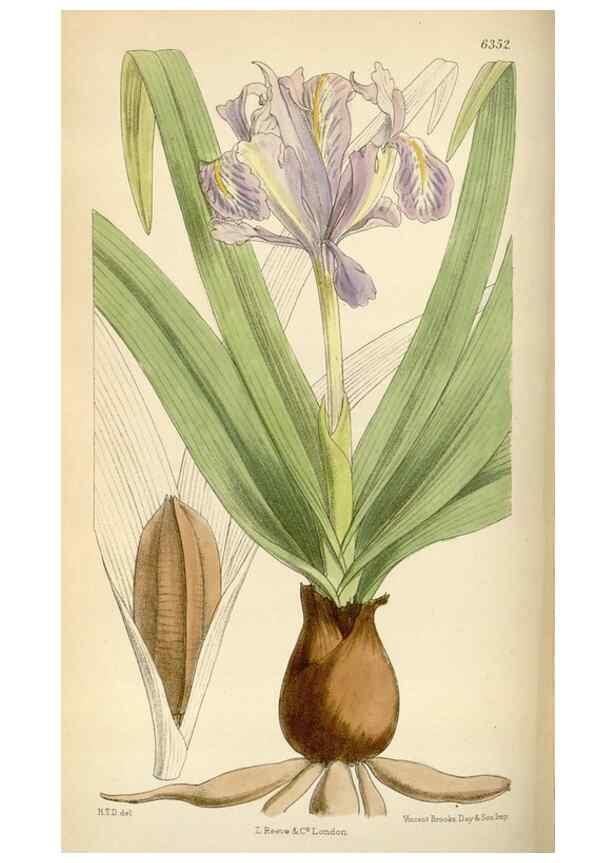 Reproducción/Reproduction 35267291041: Curtis's botanical magazine.. London ; New York [etc.] :Academic Press [etc.]