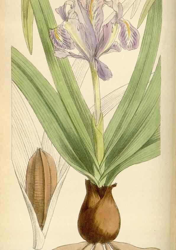 Reproducción/Reproduction 35267291041: Curtis's botanical magazine.. London ; New York [etc.] :Academic Press [etc.]